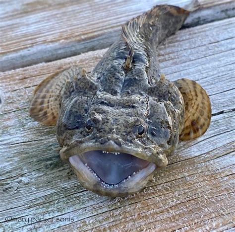 mother in law fish|3 Mile 11.